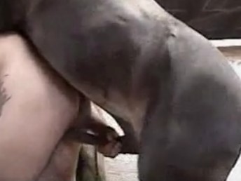 Cavalo grande arrombando a bunda do gay na fazenda