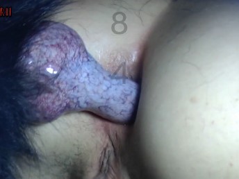 Zoofilia amadora de cachorro arrombando cu da mulher no anal