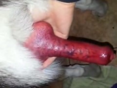 Zoofilia mulher amadora pega no pau do cachorro e bate punheta